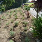 64. LSP bank by carpark planted.  April 2011 Cambridge Tree Trust